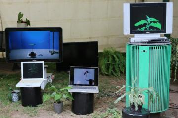Se planter, installation de films scientifiques montrant les mouvements des plantes