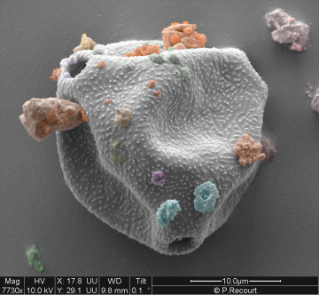 pollen vu au microscope, image de Nicolas Visez
