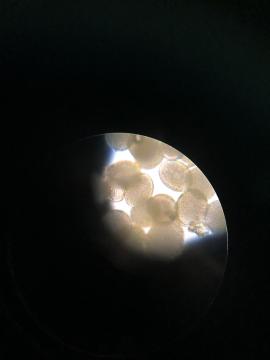 vue au microscope de grains de pollen de la prairie
