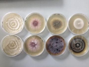 culture de fungi, Rillig lab