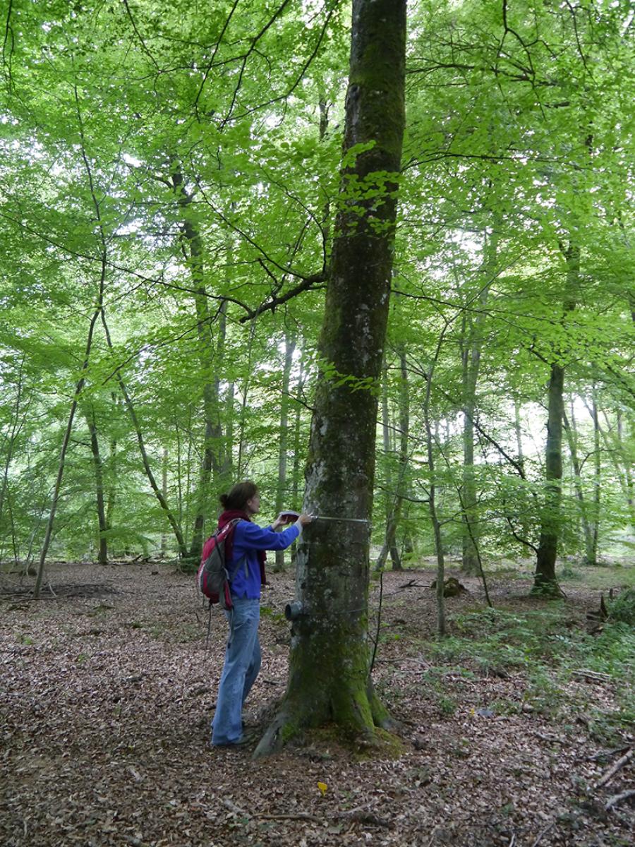 Claire Damesin dans la forêt du Barbeau, installant une chambre pour mesurer le CO2 du tronc en 2014