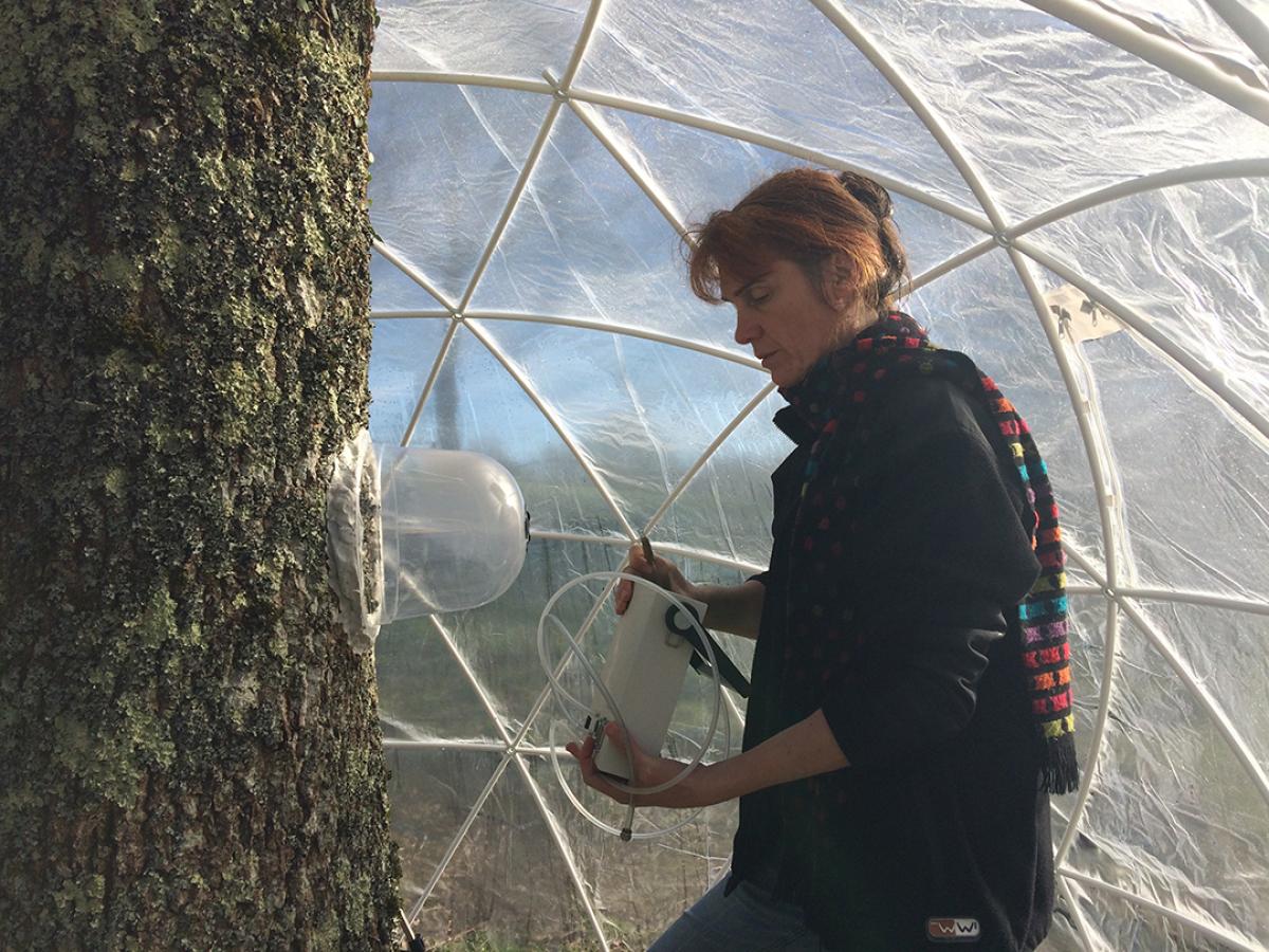 Claire Damesin dans le dôme du film Dendromité à la station biologique de Paimpont en 2015