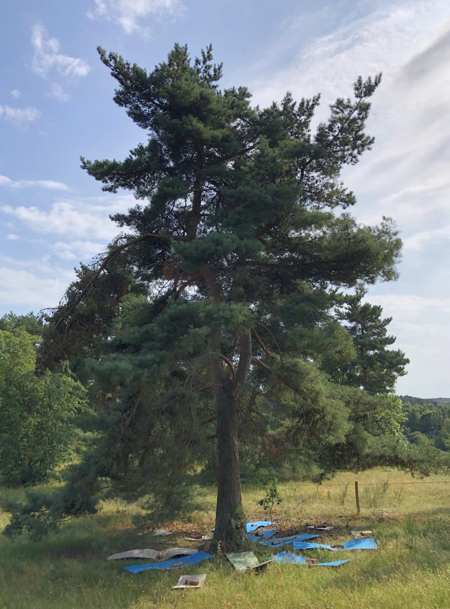 arbre pour un premier essai pendant résidence Earthwise au Danemark 