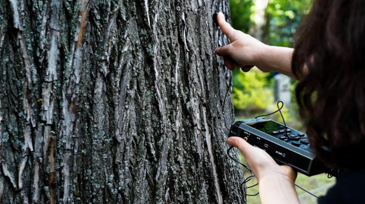 tree sound walk à wedding en 2019, photo onokee