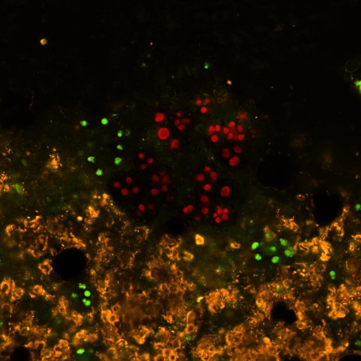 Community coalescence avec un chêne, vue au microscope confocal de Gif sur Yvette