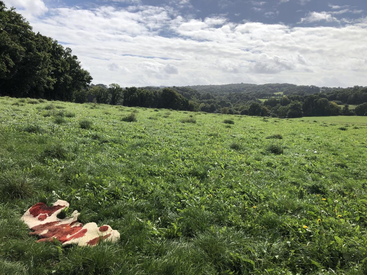 toucher terre avec les pissenlits pour champs d'expression dans le Ker Breizh en 2022