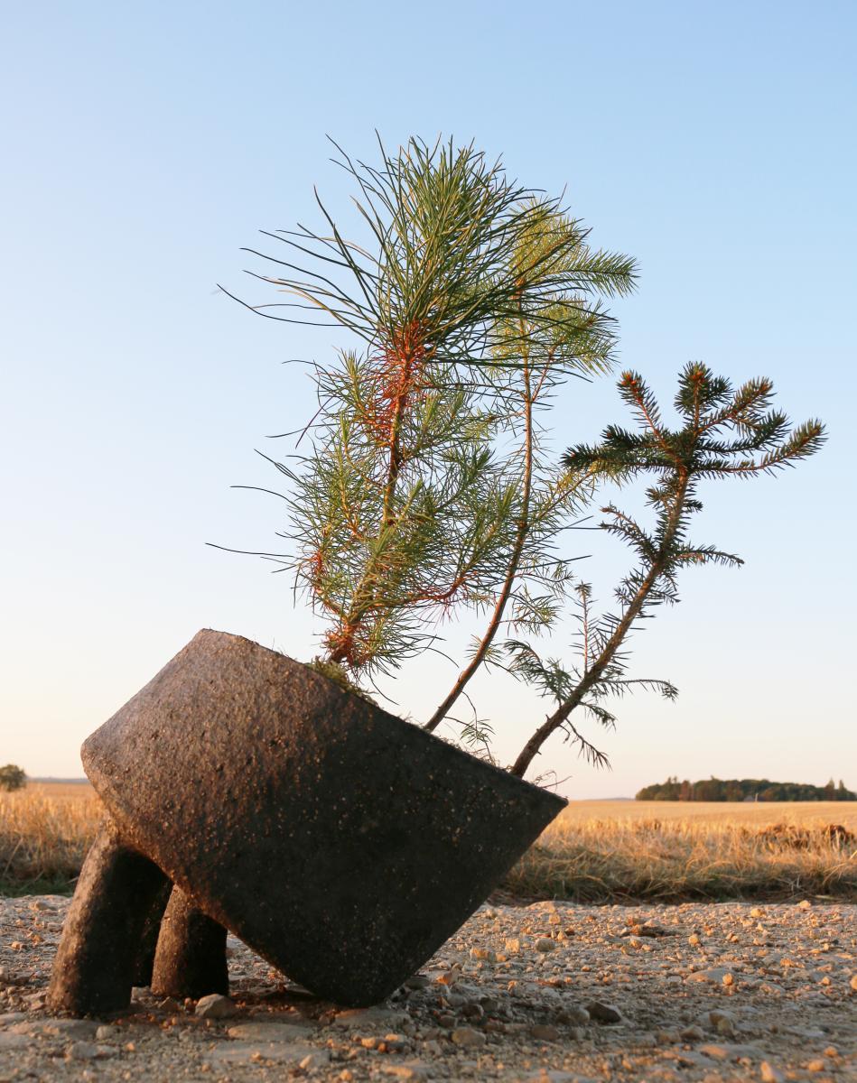 forêt synclinale à l'été 2020