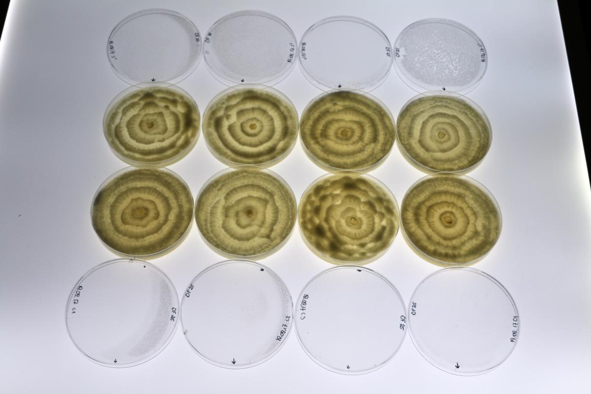 culture de fungi, Rillig lab