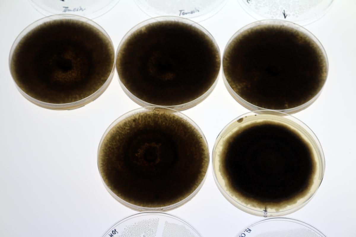 test de diffusion de sons aux fungi, 2017