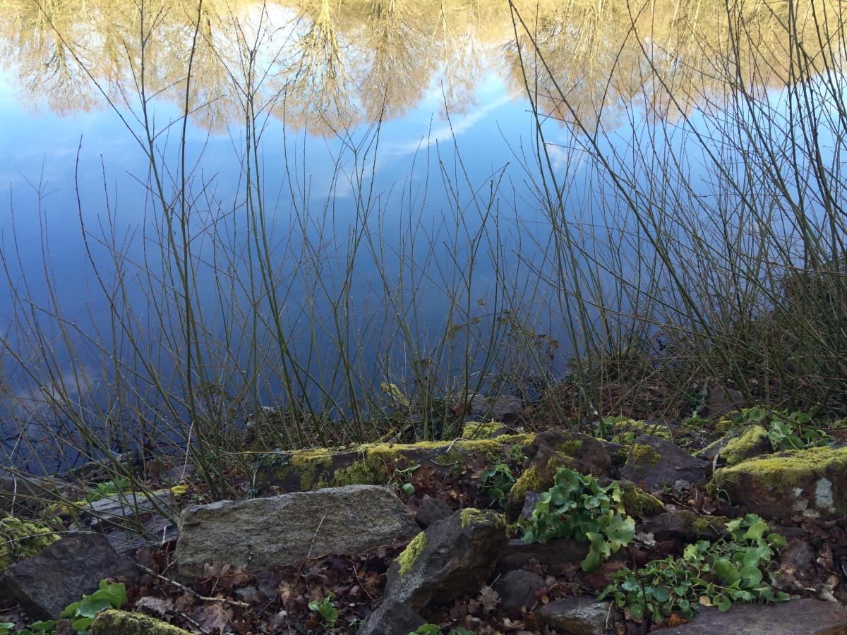 reflets dans le lac de la station biologique de Paimpont