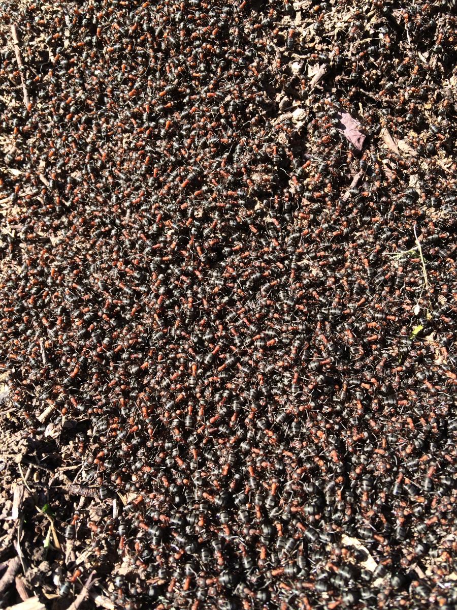 Fourmilière sur le terrain, station biologique de Paimpont en 2016