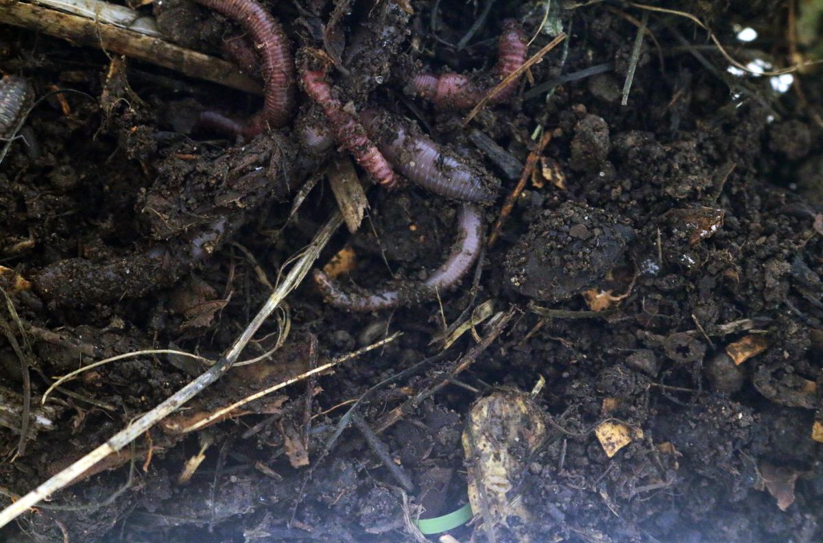 échantillon de compost de mon jardin