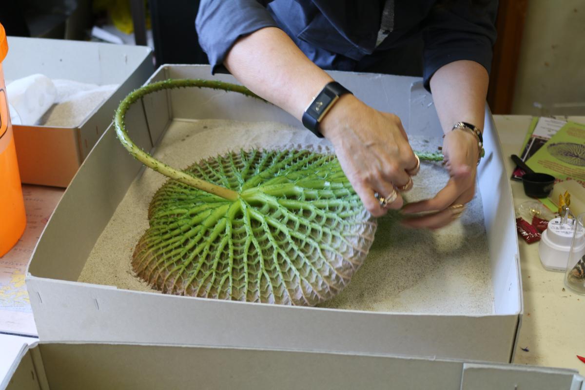 sèchage d'une feuille d'amazonica au sable