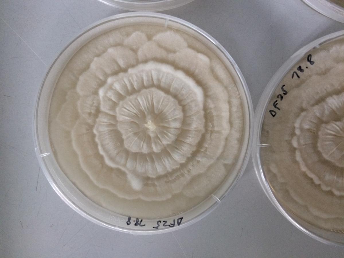 culture de fungi, Rillig lab