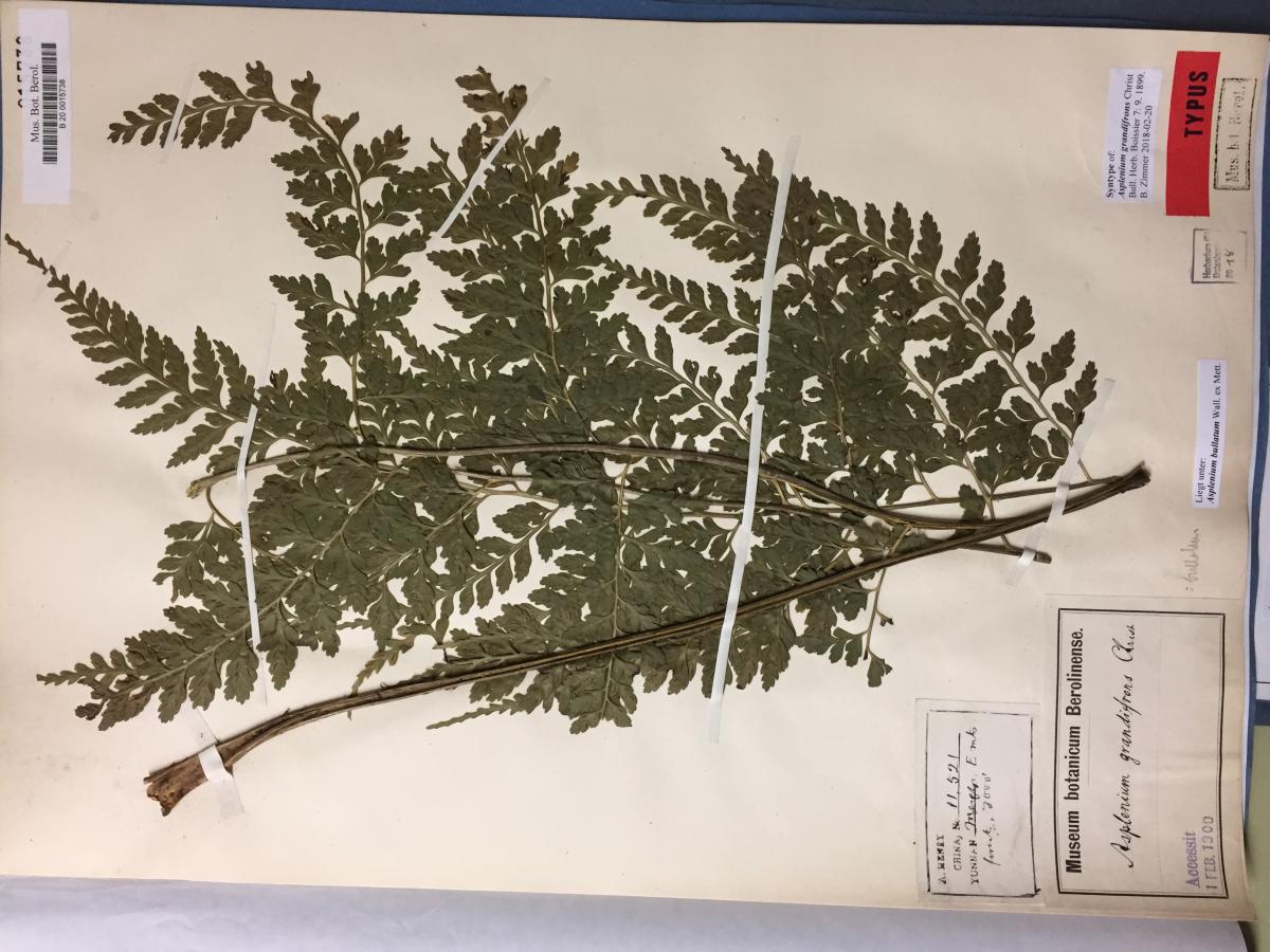 herbier de la freïe Universität