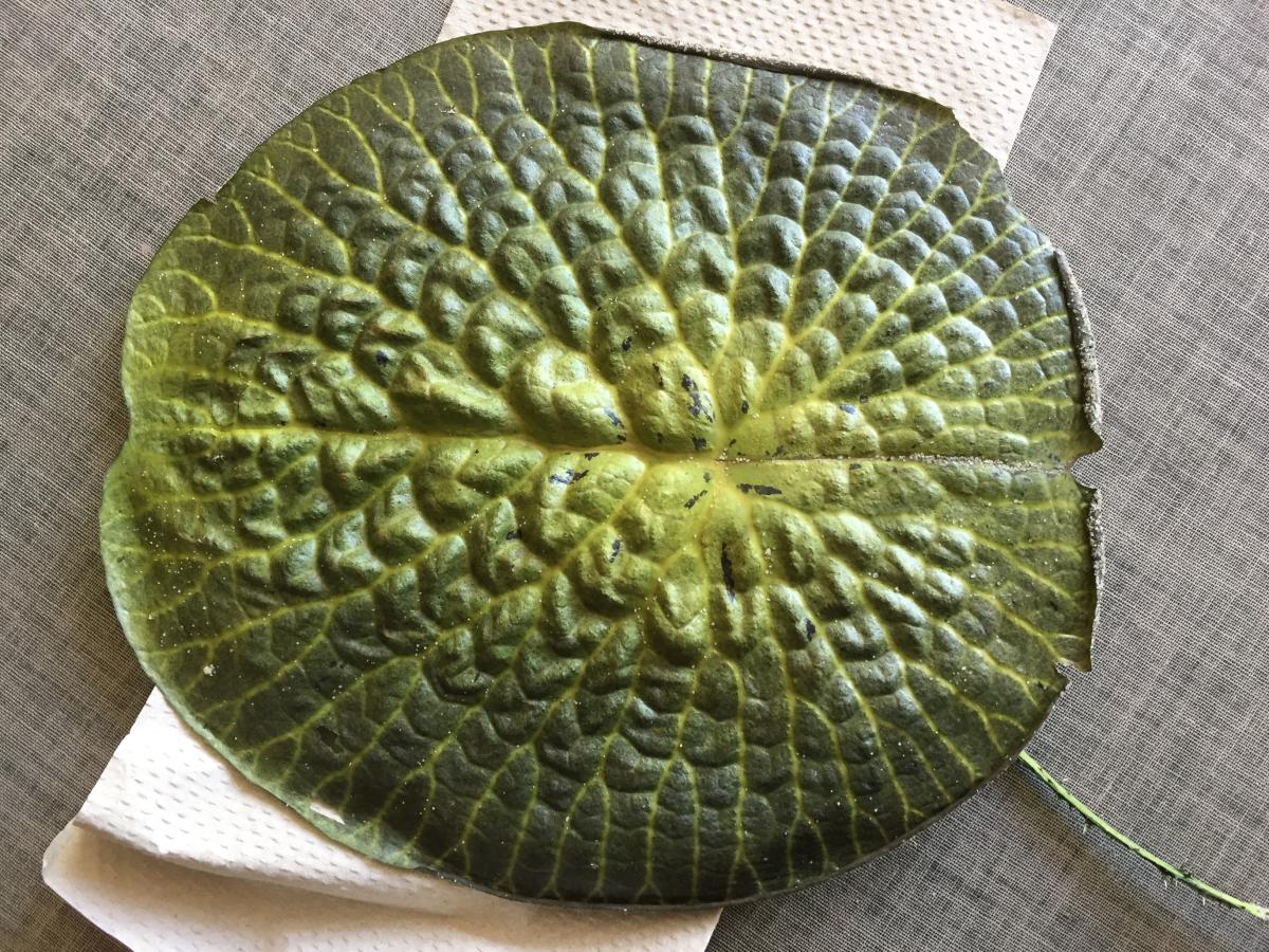 sèchage d'une feuille d'amazonica au sable