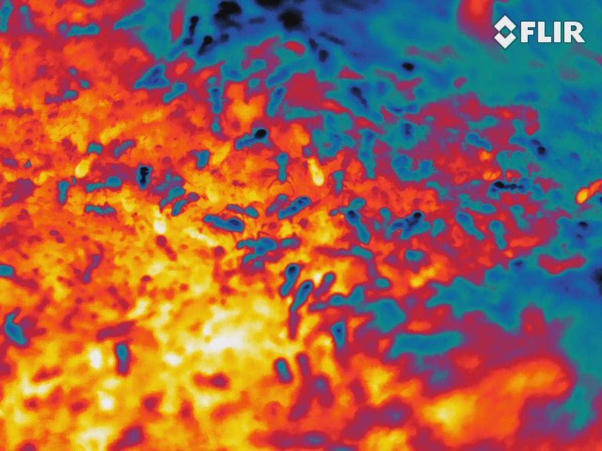 image thermique de la fourmilière sur le terrain, station biologique de Paimpont en 2016