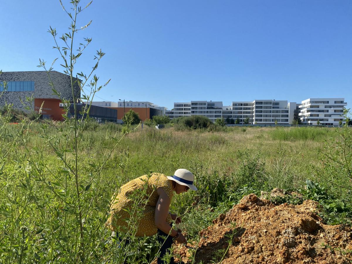 récolte des felurs du transect