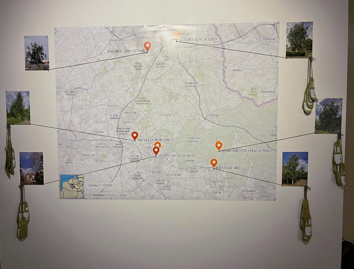 carte du pollentour avec photo des bouleaux